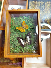 Load image into Gallery viewer, Frame Butterfly Shadow Box (52L)