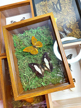 Load image into Gallery viewer, Frame Butterfly Shadow Box (52L)