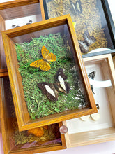 Load image into Gallery viewer, Frame Butterfly Shadow Box (52L)