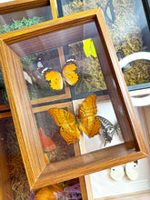 Load image into Gallery viewer, Frame Butterfly Shadow Box (48N)