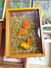 Load image into Gallery viewer, Frame Butterfly Shadow Box (48P)