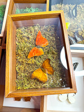 Load image into Gallery viewer, Frame Butterfly Shadow Box (48P)