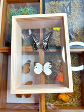 Load image into Gallery viewer, Frame Butterfly Shadow Box (46P)