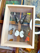 Load image into Gallery viewer, Frame Butterfly Shadow Box (46P)