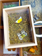 Load image into Gallery viewer, Frame Butterfly Shadow Box (45X)