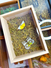 Load image into Gallery viewer, Frame Butterfly Shadow Box (45X)