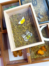 Load image into Gallery viewer, Frame Butterfly Shadow Box (45X)