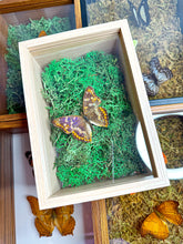 Load image into Gallery viewer, Frame Butterfly Shadow Box (44B)