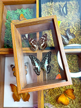Load image into Gallery viewer, Frame Butterfly Shadow Box (42J)