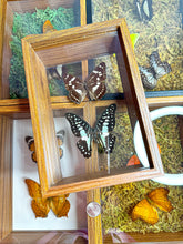 Load image into Gallery viewer, Frame Butterfly Shadow Box (42J)