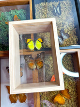 Load image into Gallery viewer, Frame Butterfly Shadow Box (42H)