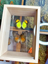 Load image into Gallery viewer, Frame Butterfly Shadow Box (42H)