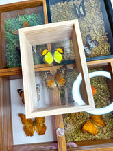 Load image into Gallery viewer, Frame Butterfly Shadow Box (42H)