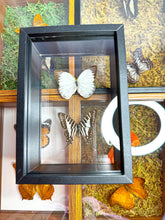 Load image into Gallery viewer, Frame Butterfly Shadow Box (40F)