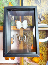 Load image into Gallery viewer, Frame Butterfly Shadow Box (40F)