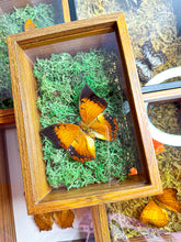Load image into Gallery viewer, Frame Butterfly Shadow Box (40K)