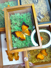 Load image into Gallery viewer, Frame Butterfly Shadow Box (40K)