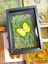 Load image into Gallery viewer, Frame Butterfly Shadow Box (38F)