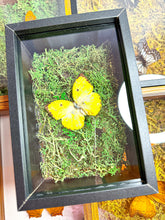 Load image into Gallery viewer, Frame Butterfly Shadow Box (38F)