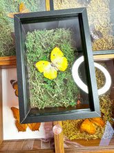 Load image into Gallery viewer, Frame Butterfly Shadow Box (38F)