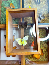 Load image into Gallery viewer, Frame Butterfly Shadow Box (34A)