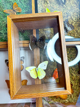 Load image into Gallery viewer, Frame Butterfly Shadow Box (34A)
