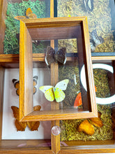 Load image into Gallery viewer, Frame Butterfly Shadow Box (34A)