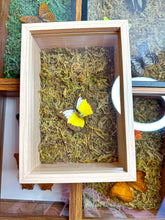 Load image into Gallery viewer, Frame Butterfly Shadow Box (32B)