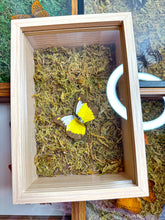 Load image into Gallery viewer, Frame Butterfly Shadow Box (32B)