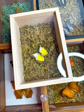 Load image into Gallery viewer, Frame Butterfly Shadow Box (32B)