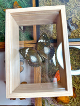 Load image into Gallery viewer, Frame Butterfly Shadow Box (32C)