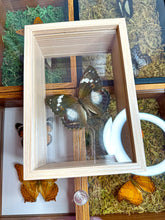 Load image into Gallery viewer, Frame Butterfly Shadow Box (32C)