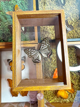 Load image into Gallery viewer, Frame Butterfly Shadow Box (30D)