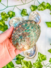 Load image into Gallery viewer, Abalone Shells