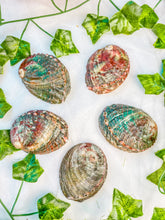 Load image into Gallery viewer, Abalone Shells