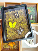 Load image into Gallery viewer, Frame Butterfly Shadow Box (56F)
