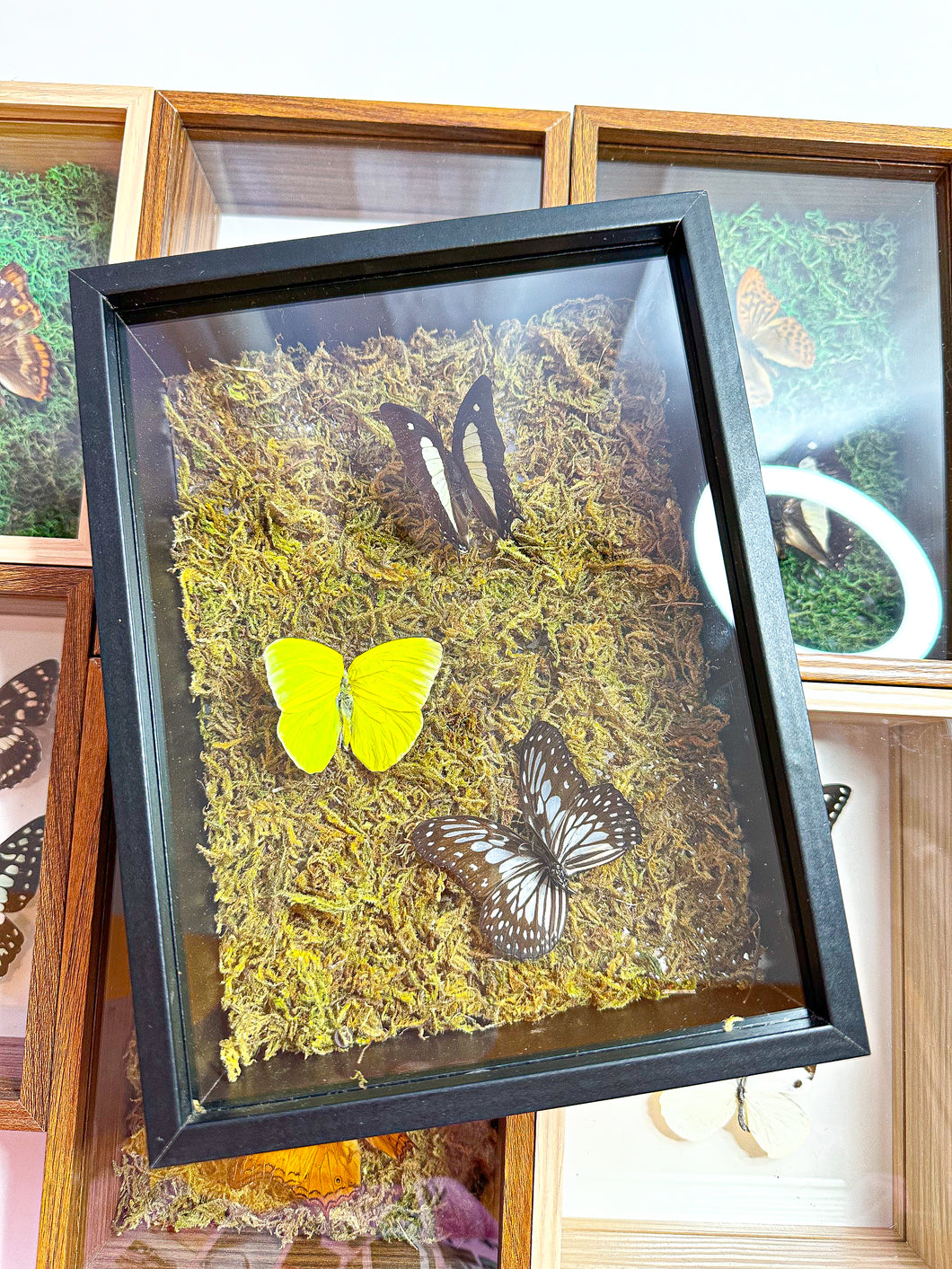 Frame Butterfly Shadow Box (56F)