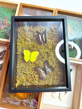 Load image into Gallery viewer, Frame Butterfly Shadow Box (56F)
