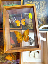 Load image into Gallery viewer, Frame Butterfly Shadow Box (48N)
