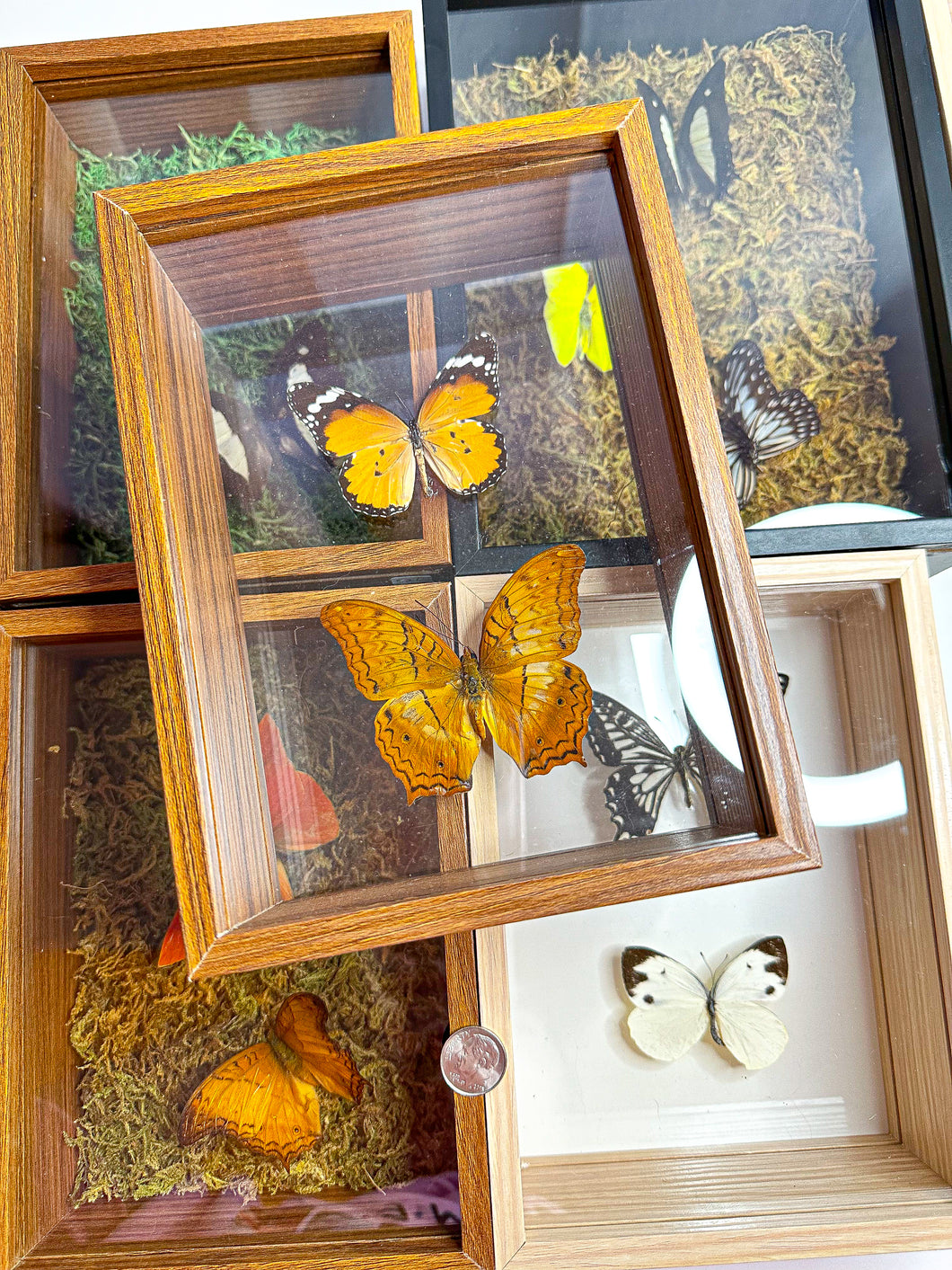 Frame Butterfly Shadow Box (48N)