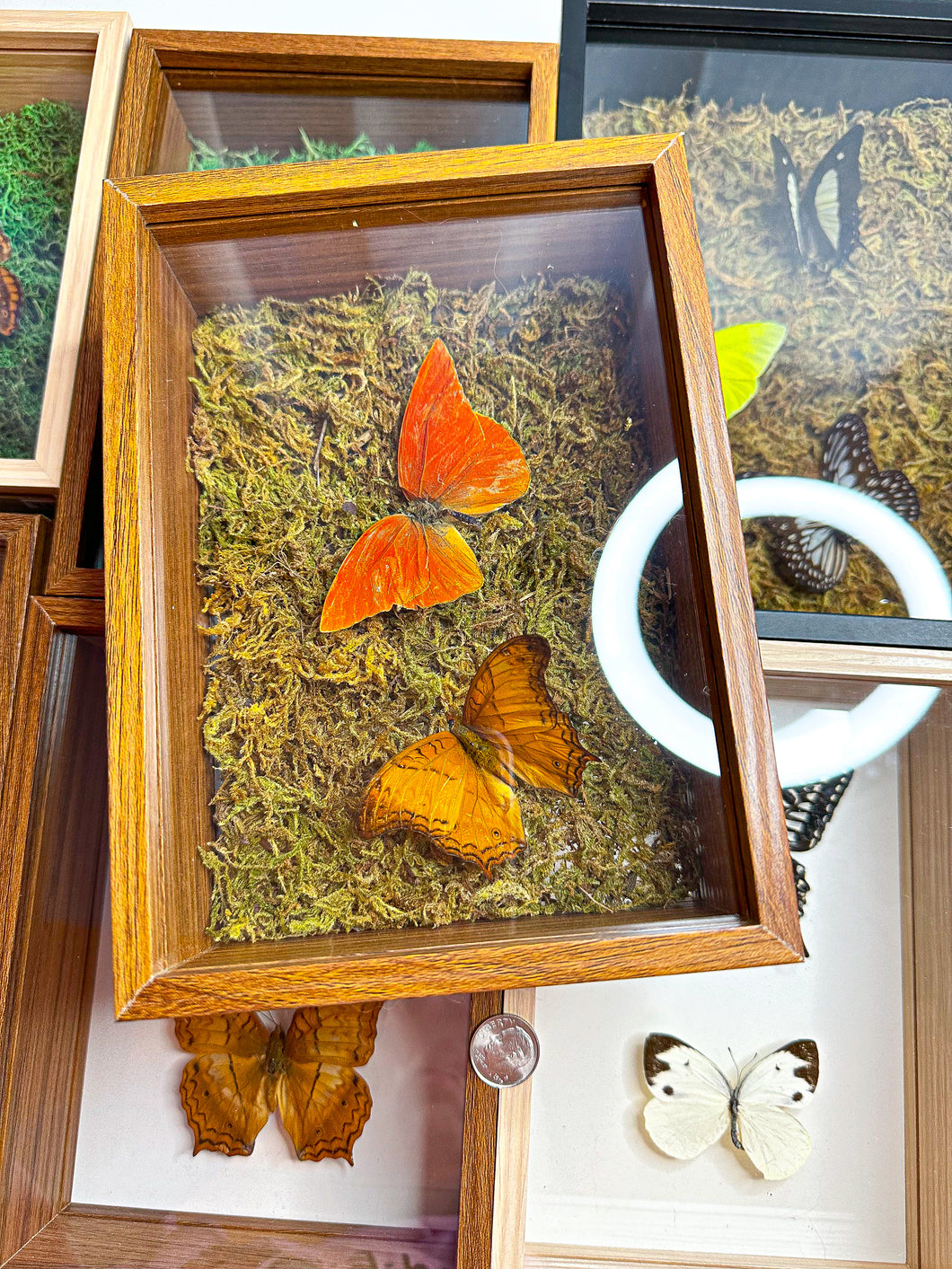 Frame Butterfly Shadow Box (48P)