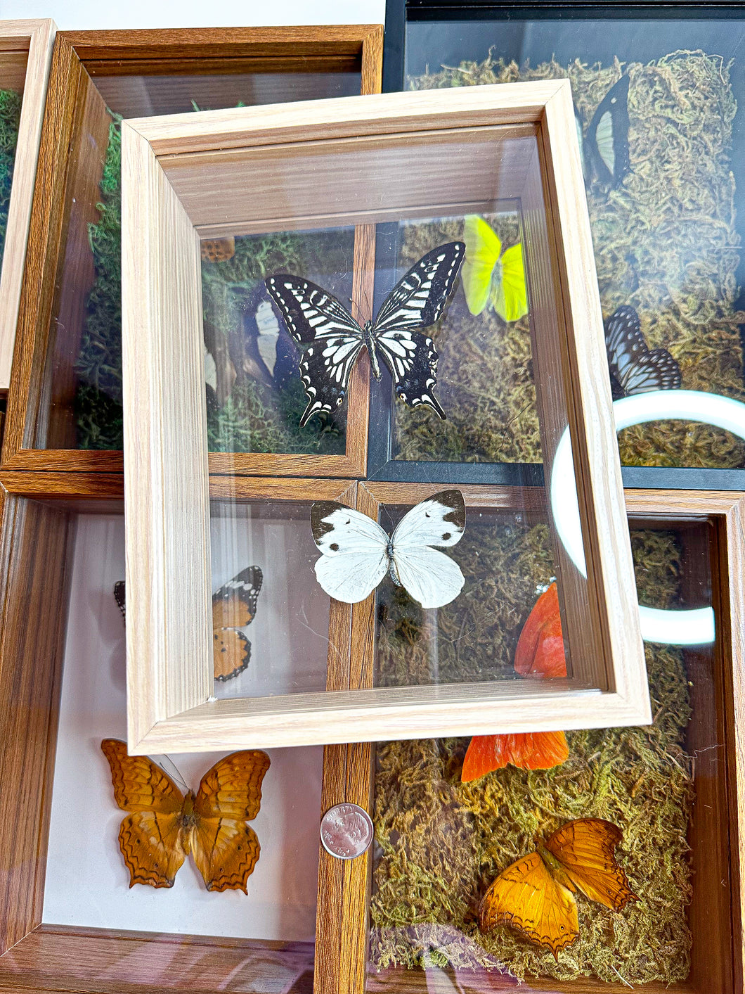 Frame Butterfly Shadow Box (46P)