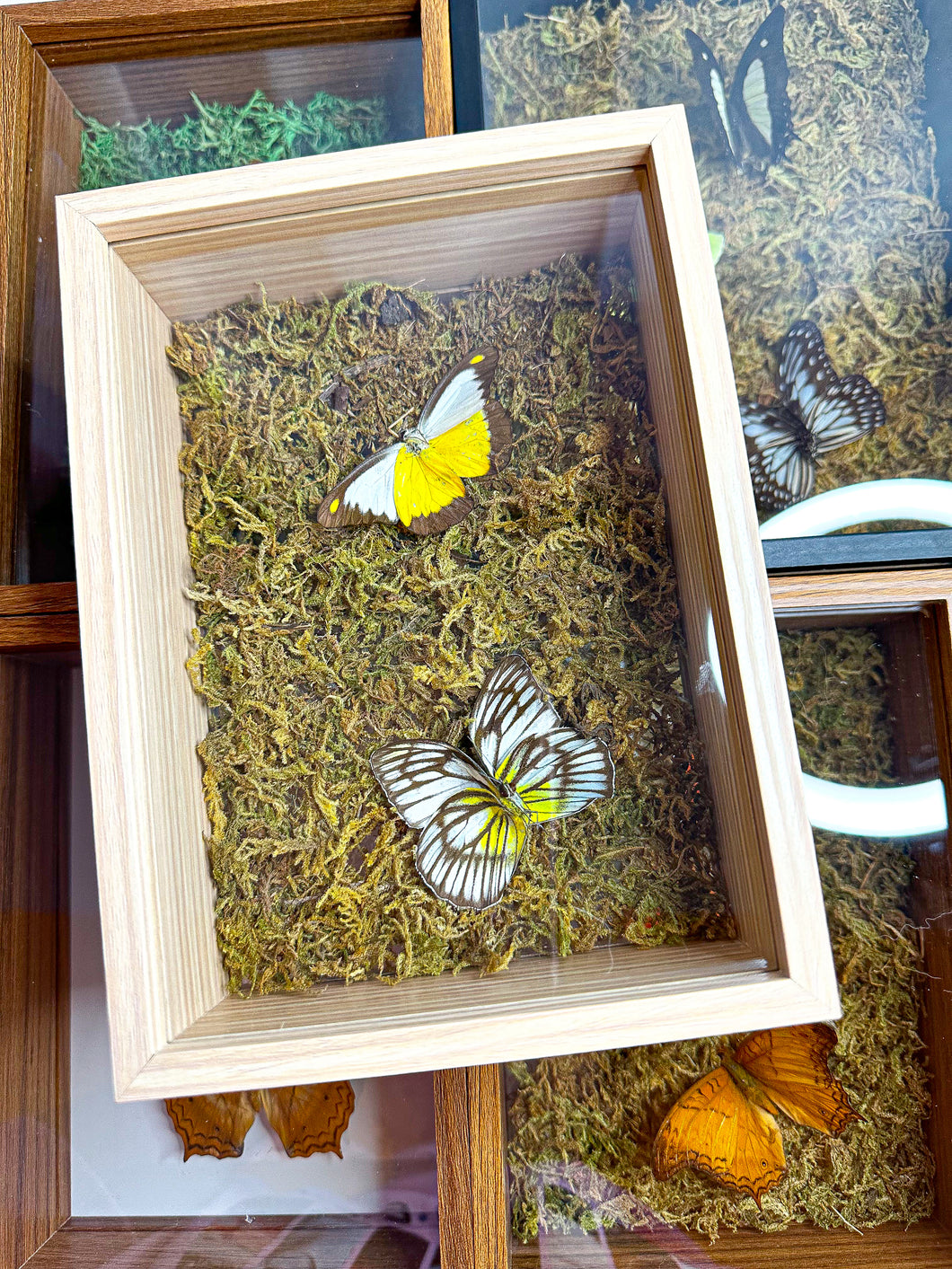 Frame Butterfly Shadow Box (45X)