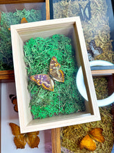 Load image into Gallery viewer, Frame Butterfly Shadow Box (44B)
