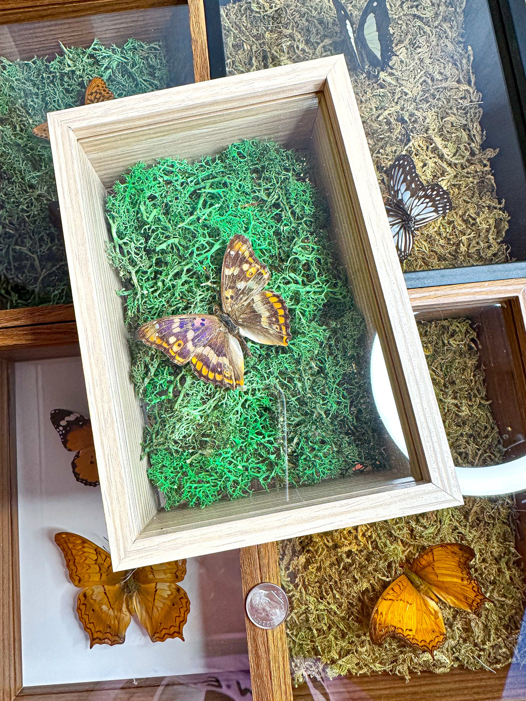 Frame Butterfly Shadow Box (44B)