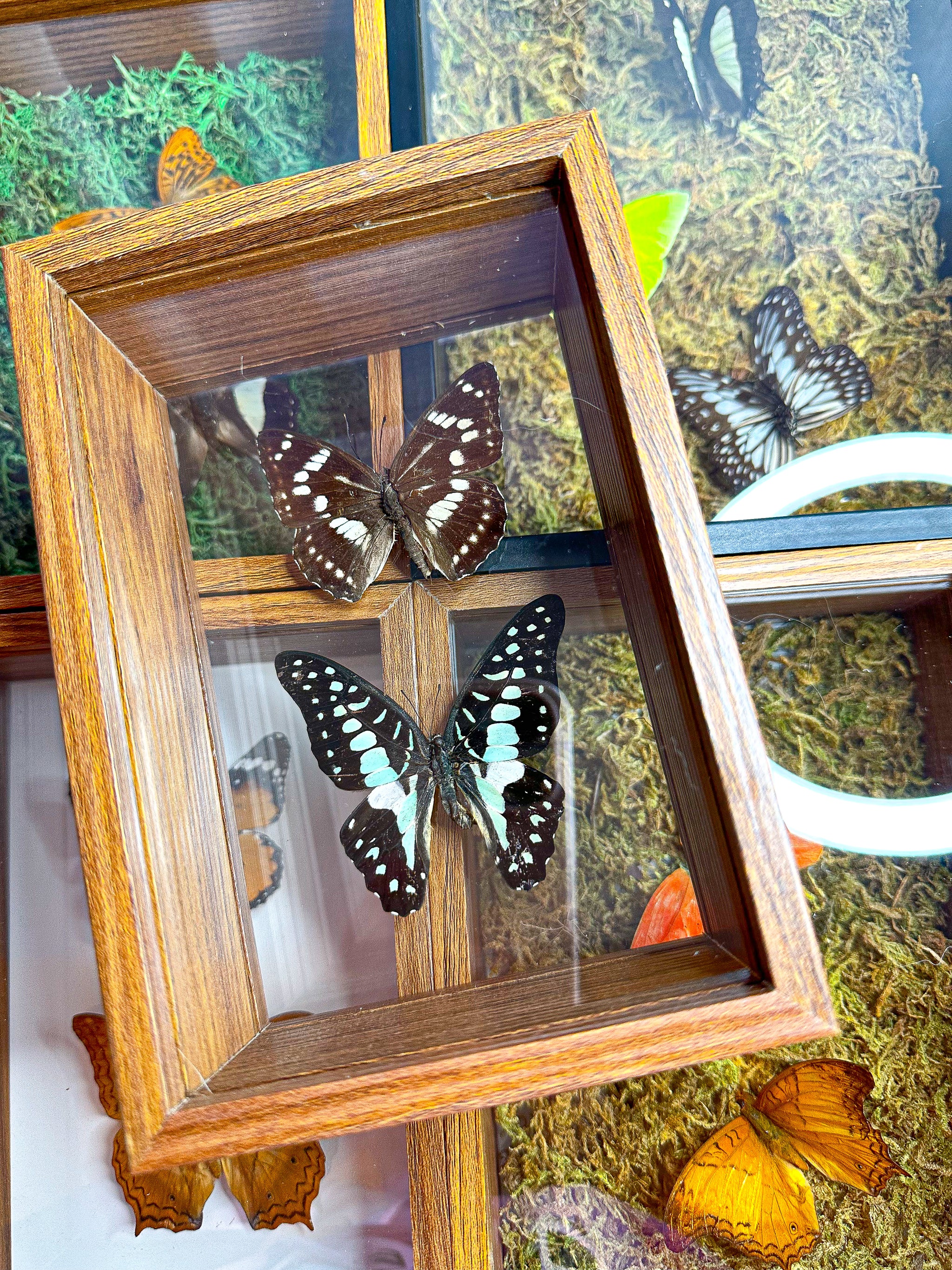 Butterfly Box Frame Morpho Sulkowskyi. Authentic Butterfly Shadow Box