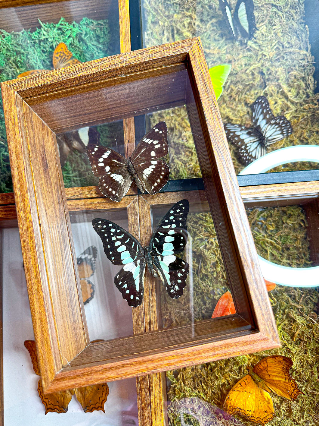 Frame Butterfly Shadow Box (42J)