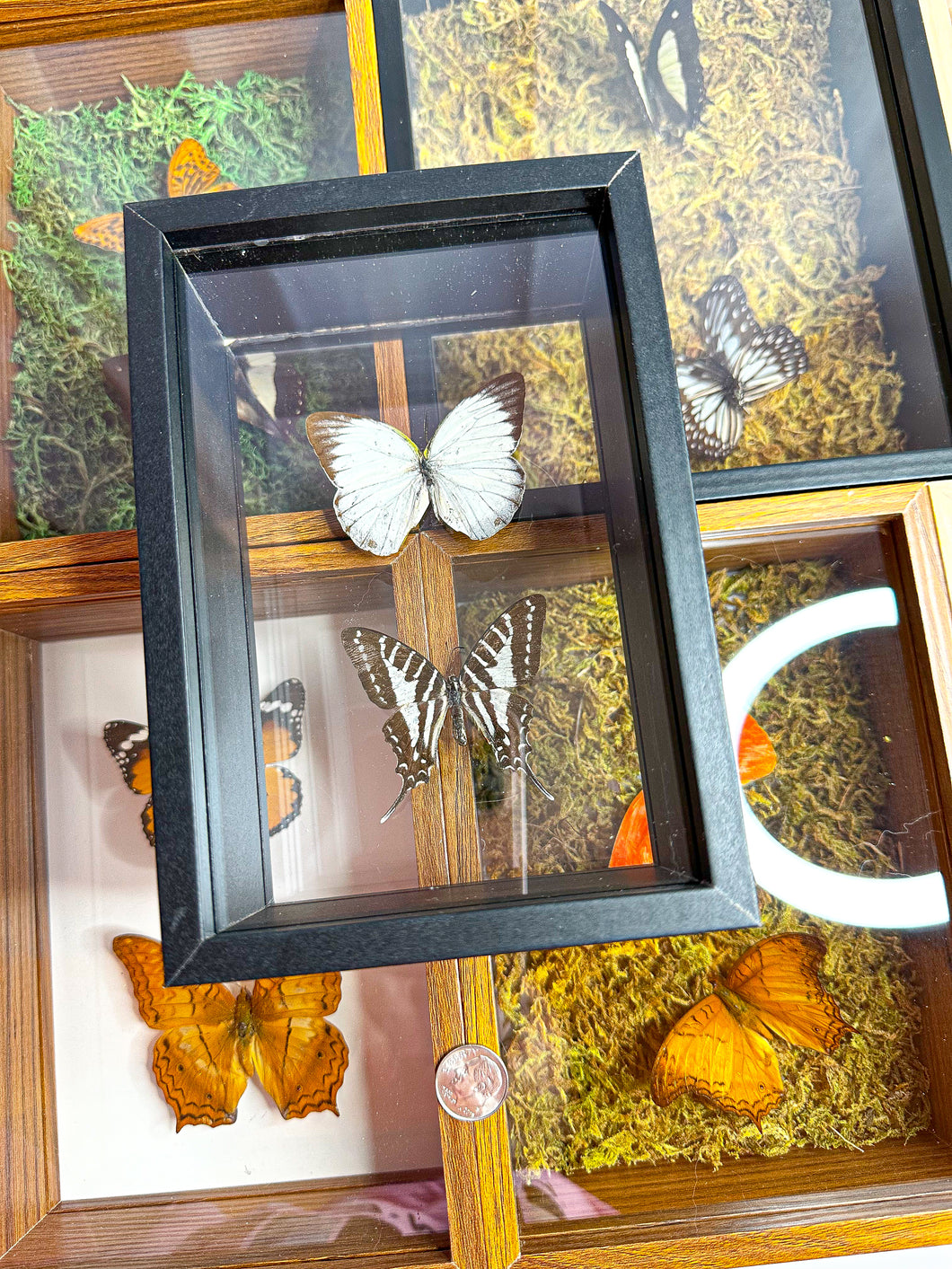 Frame Butterfly Shadow Box (40F)