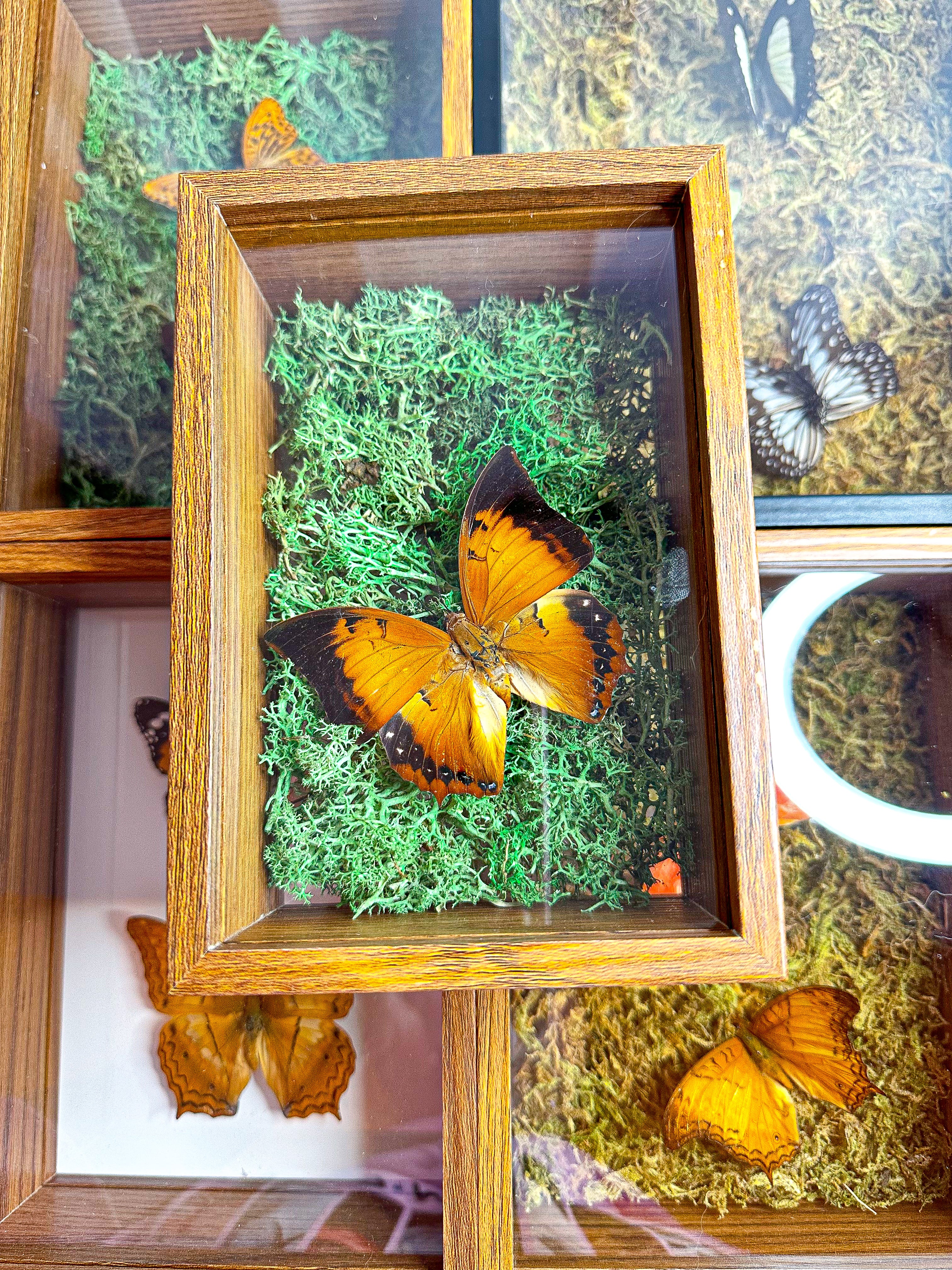 Frame Butterfly Shadow Box (40K) – koraandky