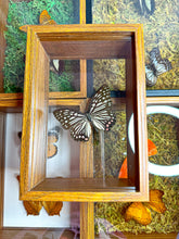 Load image into Gallery viewer, Frame Butterfly Shadow Box (30D)
